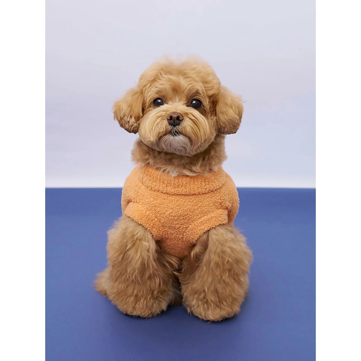 gelato pique CAT&DOG パンプキンプルオーバーを着たワンちゃん